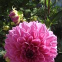 Dahlia x 'Paris 11'